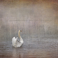 Buy canvas prints of Swan Lake by LIZ Alderdice