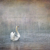 Buy canvas prints of Swan Lake version 2 by LIZ Alderdice