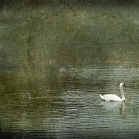 Buy canvas prints of Two Swans on Strichen Pond by LIZ Alderdice