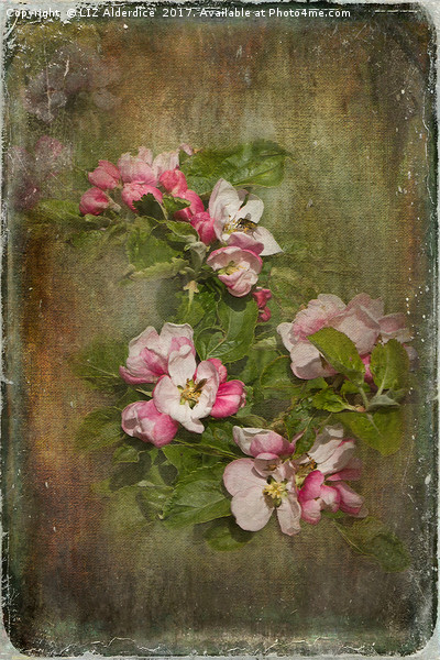 Apple Blossom Time Picture Board by LIZ Alderdice