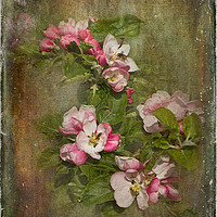 Buy canvas prints of Apple Blossom Time by LIZ Alderdice