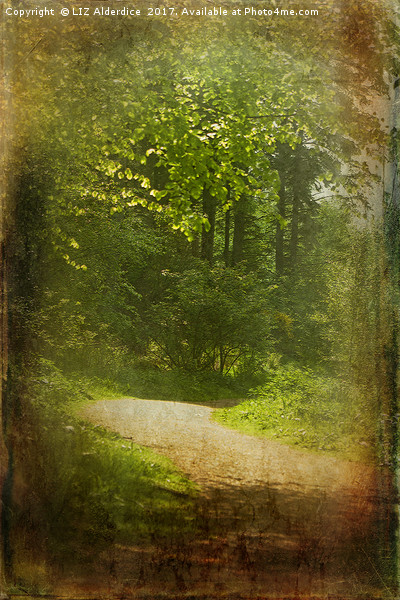 Woodland Path at Haddo Picture Board by LIZ Alderdice