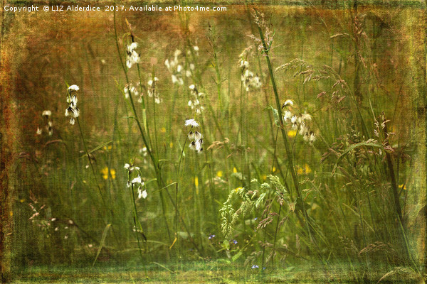 Cotton Grass Picture Board by LIZ Alderdice