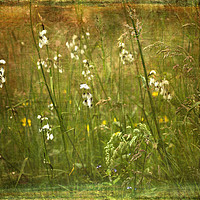 Buy canvas prints of Cotton Grass by LIZ Alderdice