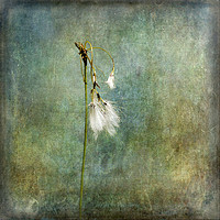 Buy canvas prints of Cotton Grass by LIZ Alderdice
