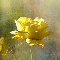 Buy canvas prints of Yellow Rose by LIZ Alderdice