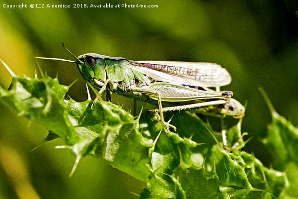 Green Grasshopper  Picture Board by LIZ Alderdice