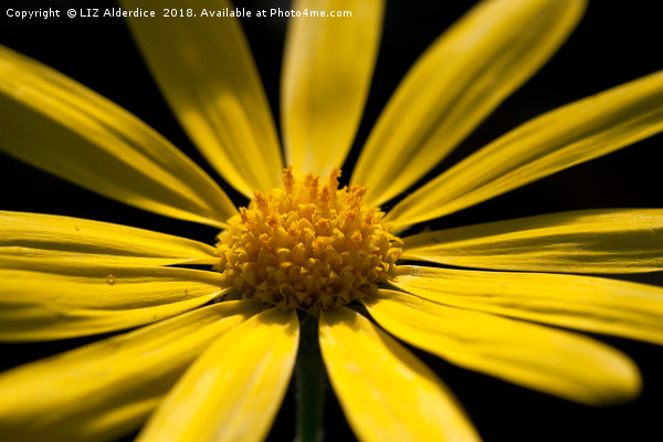 Yellow Osteospermum Picture Board by LIZ Alderdice