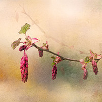 Buy canvas prints of Ribes Sanguinium by LIZ Alderdice