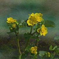 Buy canvas prints of Marsh Marigolds by LIZ Alderdice