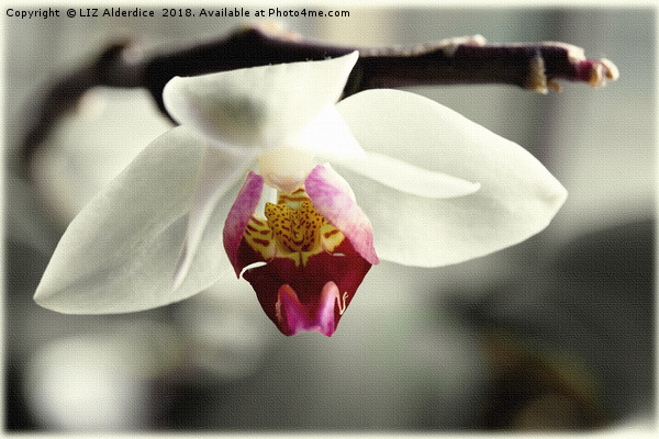 White Orchid Picture Board by LIZ Alderdice