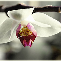 Buy canvas prints of White Orchid by LIZ Alderdice