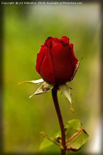 Single Red Rose Picture Board by LIZ Alderdice