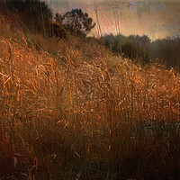 Buy canvas prints of River Bank Reeds by LIZ Alderdice