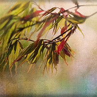Buy canvas prints of Acer Leaves by LIZ Alderdice