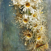 Buy canvas prints of Cherry Laurel Flowers by LIZ Alderdice
