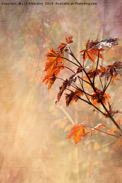 Maple Leaves Picture Board by LIZ Alderdice