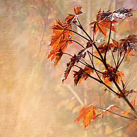 Buy canvas prints of Maple Leaves by LIZ Alderdice