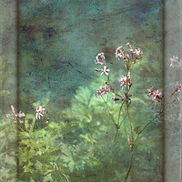 Buy canvas prints of Ragged Robin by LIZ Alderdice