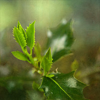 Buy canvas prints of Young Holly Leaves by LIZ Alderdice