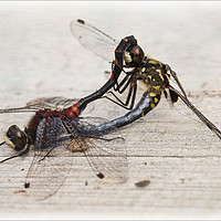 Buy canvas prints of White-faced Darters Mating by LIZ Alderdice