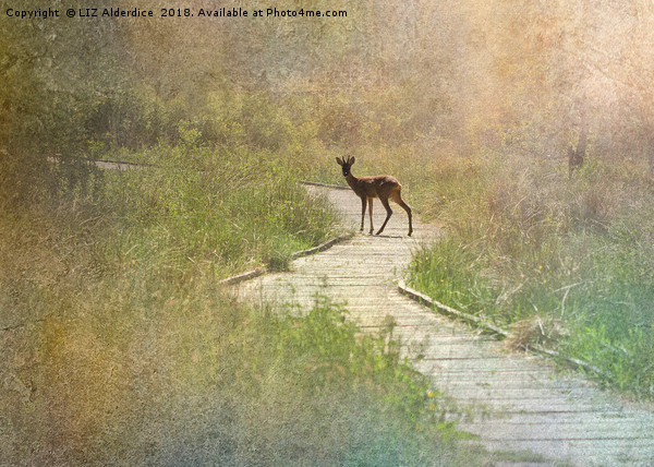Daydream Deer Picture Board by LIZ Alderdice