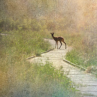 Buy canvas prints of Daydream Deer by LIZ Alderdice