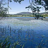 Buy canvas prints of Lilies on the Loch by LIZ Alderdice