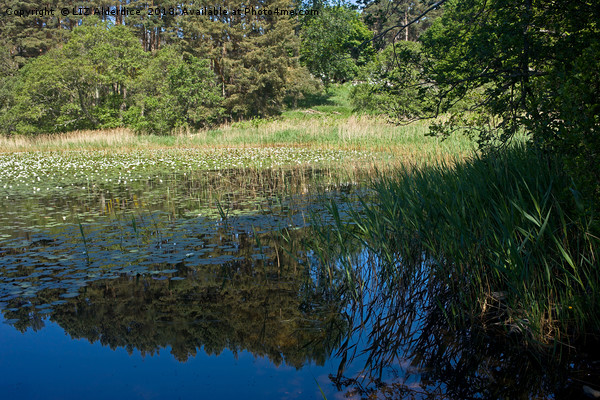 Water Lilies in the Cairngorms Picture Board by LIZ Alderdice