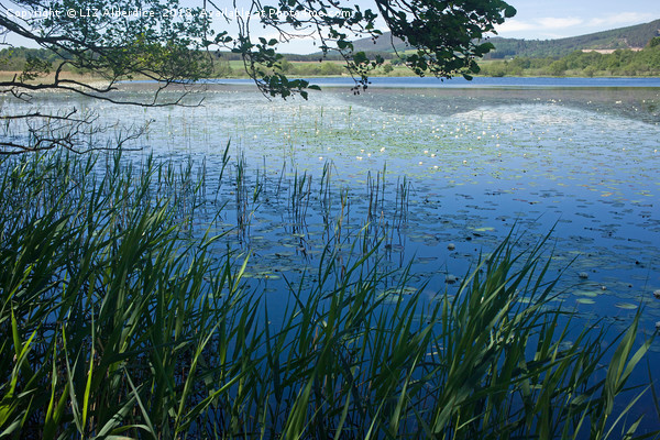 Water Lilies at Loch Beag Picture Board by LIZ Alderdice