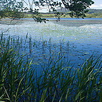 Buy canvas prints of Water Lilies at Loch Beag by LIZ Alderdice