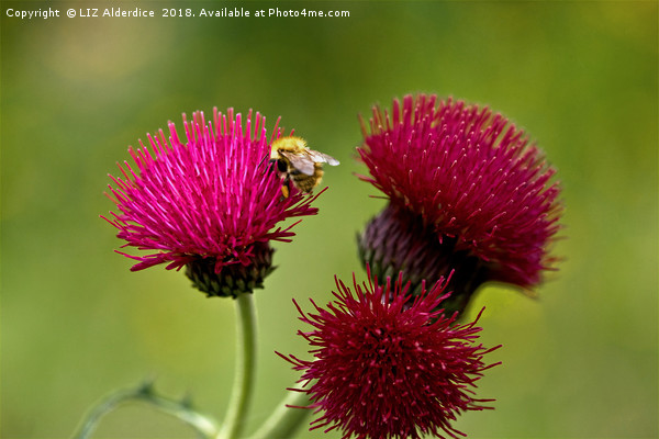 Plume Thistle and Bee Picture Board by LIZ Alderdice