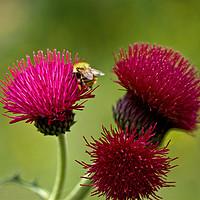 Buy canvas prints of Plume Thistle and Bee by LIZ Alderdice