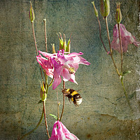 Buy canvas prints of Bee Happy by LIZ Alderdice