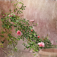 Buy canvas prints of Rambling Pink Roses by LIZ Alderdice