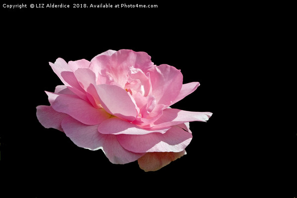 Pink Fragrance on Black Picture Board by LIZ Alderdice