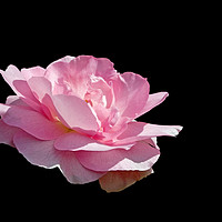 Buy canvas prints of Pink Fragrance on Black by LIZ Alderdice