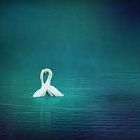 Buy canvas prints of Loving Swans at Strichen by LIZ Alderdice