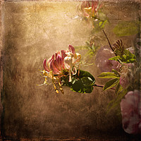 Buy canvas prints of Honeysuckle Rose by LIZ Alderdice