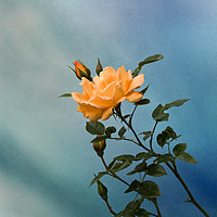 Buy canvas prints of Honey Rose on Blue by LIZ Alderdice
