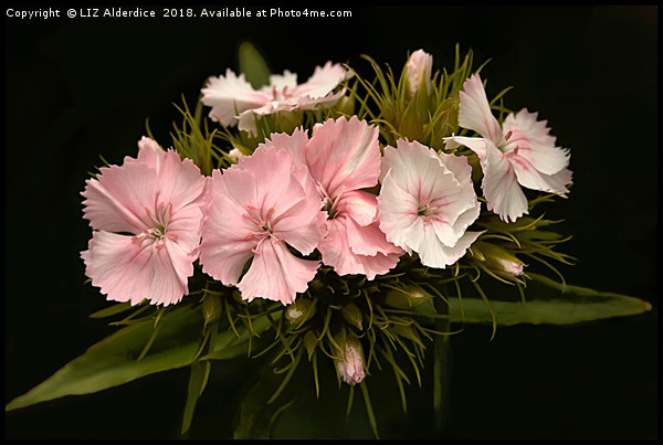 Pale Pink Dianthus on Black Picture Board by LIZ Alderdice