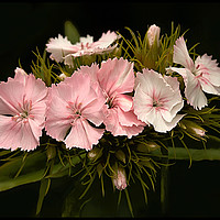 Buy canvas prints of Pale Pink Dianthus on Black by LIZ Alderdice