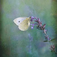 Buy canvas prints of Majestic Large White Butterfly by LIZ Alderdice