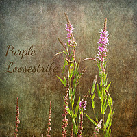 Buy canvas prints of Purple Loosestrife by LIZ Alderdice