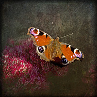 Buy canvas prints of Peacock Butterfly by LIZ Alderdice