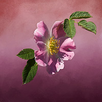 Buy canvas prints of Wild Rose by LIZ Alderdice