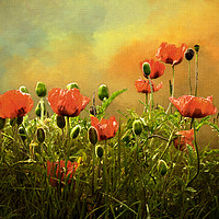 Buy canvas prints of Red Poppies by LIZ Alderdice