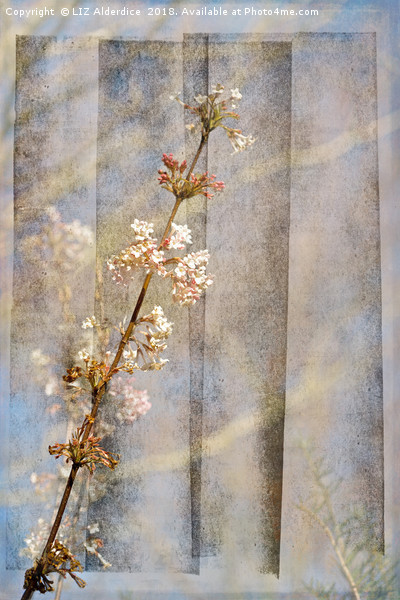 Viburnum Flowers Picture Board by LIZ Alderdice