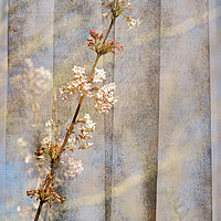 Buy canvas prints of Viburnum Flowers by LIZ Alderdice