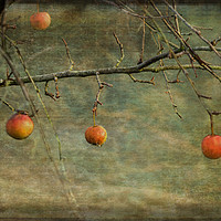 Buy canvas prints of Apples in December by LIZ Alderdice